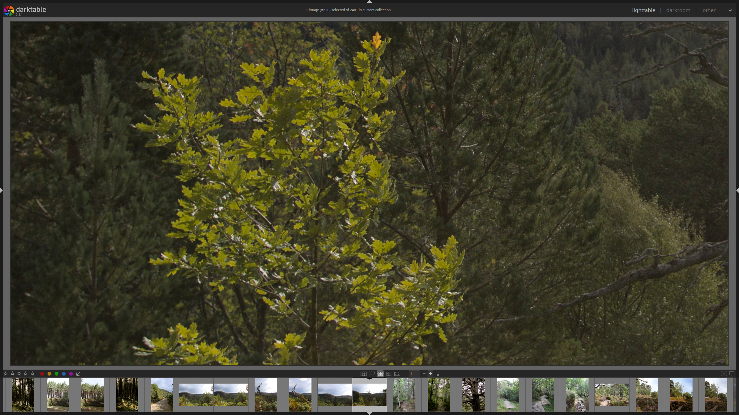 Darktable culling view zoomed into an image